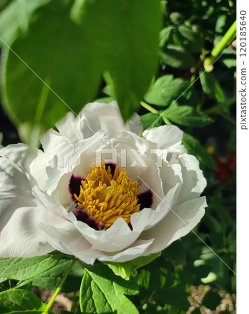 Beautiful large white tree peony flower. Blooming Tree peony flower with large white petals, yellow stamens and green leaves on a sunny day. Spring flowers blooming. Floriculture. Flowerbed in bloom. 120185640