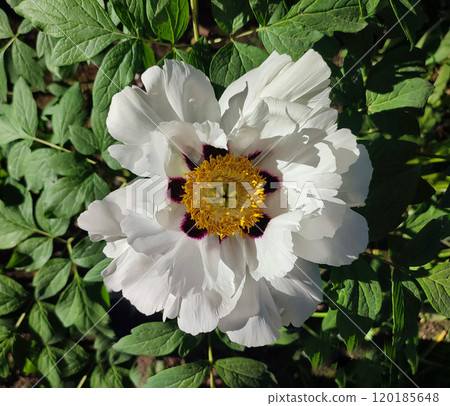 Beautiful large white tree peony flower. Blooming Tree peony flower with large white petals, yellow stamens and green leaves on a sunny day. Spring flowers blooming. Floriculture. Flowerbed in bloom. 120185648