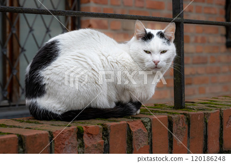 A black and white cat sits on a red brick arch. Red brick wall in the background A black and white cat sits on a red brick arch. Red brick wall in the background 120186248