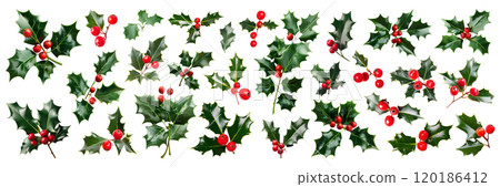 Set of isolated Holly branches on a transparent background for ornamental Christmas and New Year party decoration elements. AI generated. 120186412