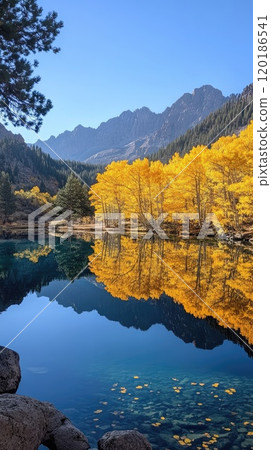 Golden aspen trees reflecting in a crystal clear alpine lake during autumn 120186541