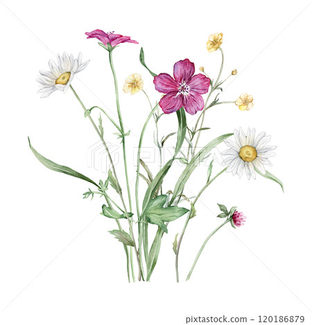 Watercolor botanical set of bouquets of summer meadow flowers. Hand drawn illustration of chamomile and forest Geranium. Yellow white and purple pink flowers and green grass on isolated background. Watercolor botanical set of bouquets of summer meadow flowers. Hand drawn illustration of chamomile and forest Geranium. Yellow white and purple pink flowers and green grass on isolated background. 120186879