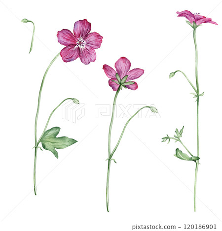 Watercolor hand drawn botanical illustration forest Geranium. Set of meadow wild plant red or purple flowers and leaves geranium isolated on white background. Watercolor hand drawn botanical illustration forest Geranium. Set of meadow wild plant red or purple flowers and leaves geranium isolated on white background. 120186901