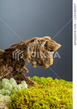 Dried wooden snag with natural moss and lichen. 120186937