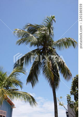 Palm trees thriving in Rio State, Brazil 120186939