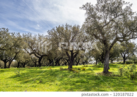 Cork Oak forest at Hortas de Baixo near Arronches, Alentejo, Portugal. 120187022