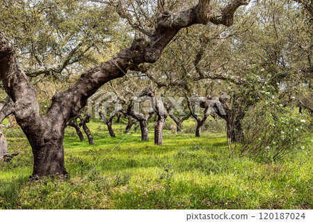 Cork Oak forest at Hortas de Baixo near Arronches, Alentejo, Portugal. 120187024