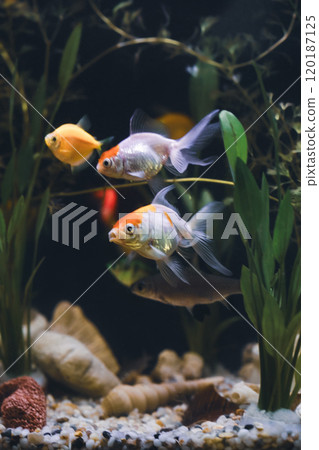 A pair of red cap oranda goldfish. 120187125