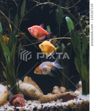 Fish tank filled with colorful fish and lush plants 120187130