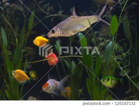 Fish tank filled with colorful fish and lush plants Fish tank filled with colorful fish and lush plants 120187132