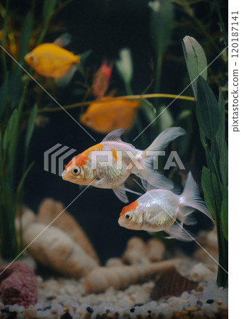 A pair of red cap oranda goldfish. A pair of red cap oranda goldfish. 120187141