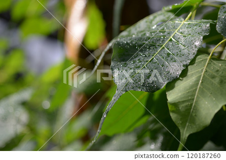 India Bodaiju 120187260