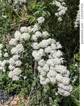  白花 120187410