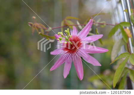 粉紅色的時鐘草 120187509