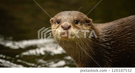 Asian small-clawed otter (Aonyx/Amblonyx cinerea) portrait Asian small-clawed otter (Aonyx/Amblonyx cinerea) portrait 120187532