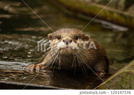 riental small-clawed otter (Aonyx/Amblonyx cinerea) portrait 120187536