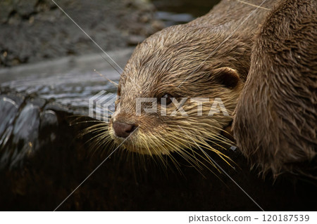 A pair of Oriental Short-Clawed Otters cuddling 120187539