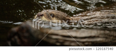 Asian small clawed otter in water Asian small clawed otter in water 120187540