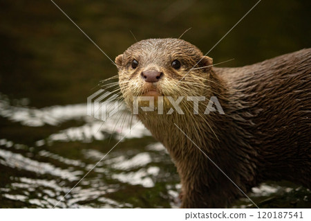 The Asian small-clawed otter, also known as the oriental small-clawed otter The Asian small-clawed otter, also known as the oriental small-clawed otter 120187541