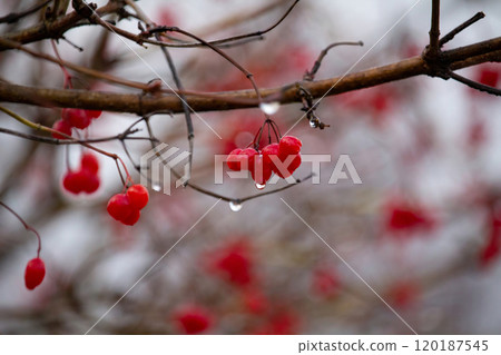 Viburnum viburnum opulus berries and leaves outdoor in autumn fall. 120187545