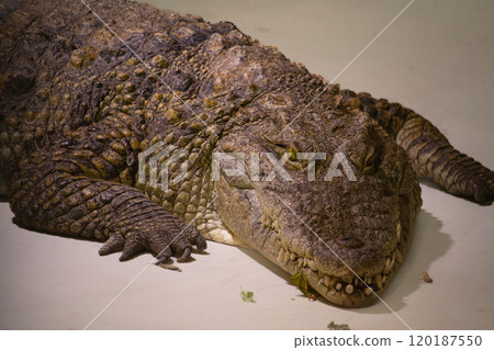 Profile of a Cuban crocodile. The Cuban crocodile has the smallest range of any crocodile. 120187550