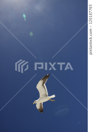 裡約州夏季藍天與海鷗 120187765