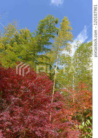 Autumn leaves in the precincts of Jojakkoji Temple Saga, Ukyo-ku, Kyoto 120187901