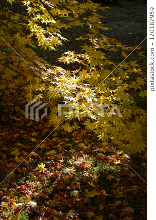 Autumn leaves in the precincts of Seiryoji Temple Saga, Ukyo-ku, Kyoto 120187959