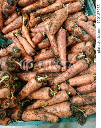 A pile of ripe carrots covered in soil in a plastic crate at a supermarket. A pile of ripe carrots covered in soil in a plastic crate at a supermarket. 120187985