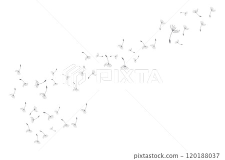 Dandelion Logo, Vector Plant Dandelion flower, Design Icon Template 120188037
