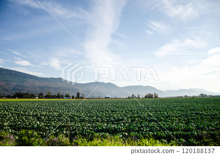 Autumn colors of the Agricultural farms in Chilliwack, BC, Canada 120188137