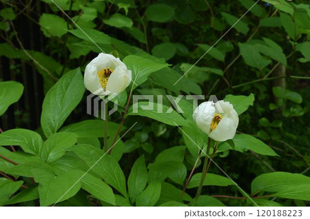 Two beautiful mountain peony flowers with yellow stamens among the white petals seen in the mountains of Hokusetsu Two beautiful mountain peony flowers with yellow stamens among the white petals seen in the mountains of Hokusetsu 120188223