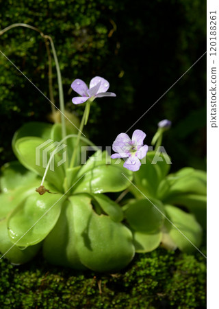 球蘭 球蘭 120188261