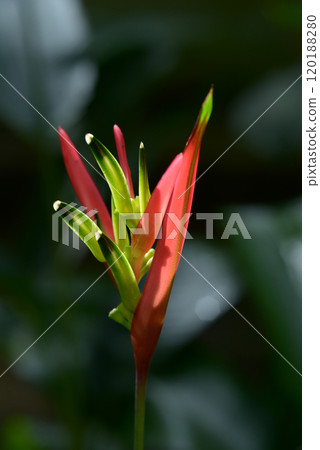 Heliconia 120188280