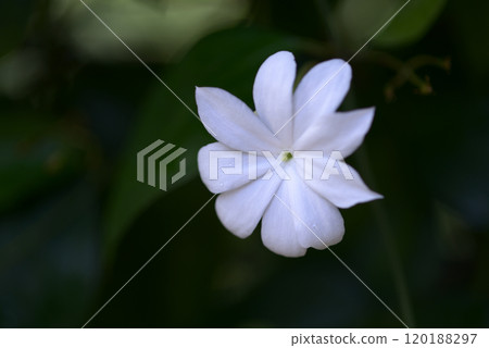 沙姆索基 沙姆索基 120188297