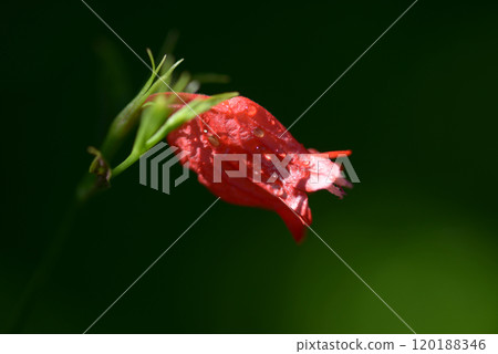 短葉芸香 120188346