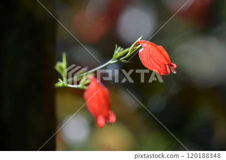Ruellia brevifolia 120188348
