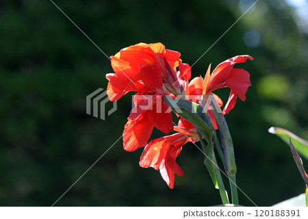 美人蕉 美人蕉 120188391