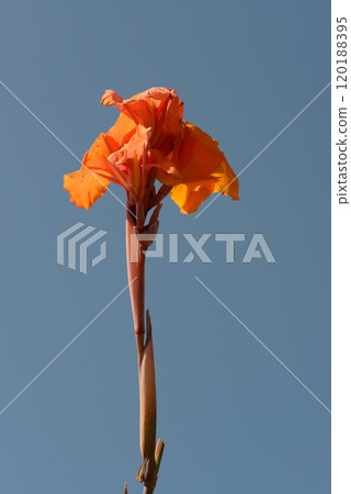Canna Canna 120188395