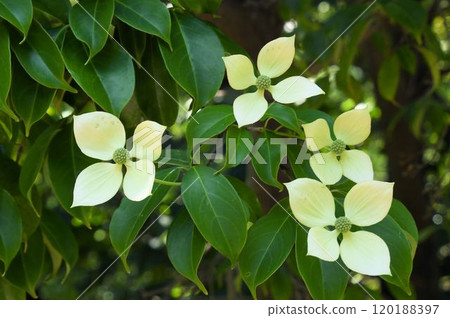 六甲山上看到的山星花,中央有一簇花,形狀像僧侶的光頭,白色的萼片像白色的頭巾。 六甲山上看到的山星花,中央有一簇花,形狀像僧侶的光頭,白色的萼片像白色的頭巾。 120188397