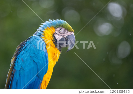 This blue-and-yellow macaw is perched quietly amidst lush green foliage, showcasing its vibrant feathers. It exudes a calm presence in its natural rainforest habitat, adding color to the scenery. This blue-and-yellow macaw is perched quietly amidst lush green foliage, showcasing its vibrant feathers. It exudes a calm presence in its natural rainforest habitat, adding color to the scenery. 120188425