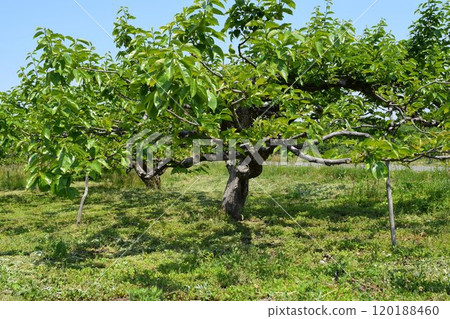 山形縣莊內市柿樹 120188460