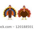 Turkey funny thanksgiving on white background  120188501