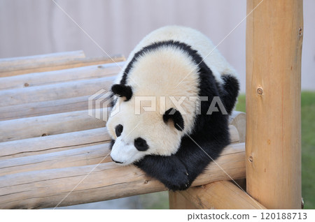 Yohama 在遊樂場設備上放鬆 120188713