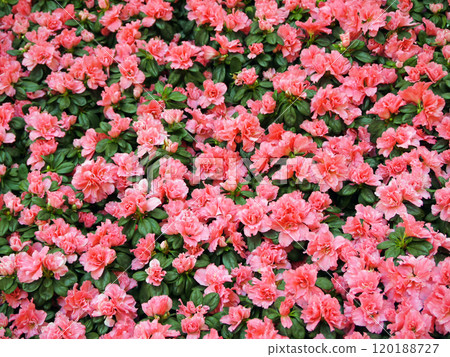 Field of azalea flowers 120188727