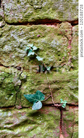 Green Ivy Climbing on an Old Stone Wall Covered in Moss and Texture Green Ivy Climbing on an Old Stone Wall Covered in Moss and Texture 120188728