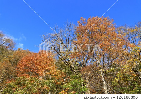 深秋的一之倉澤健行路線上的紅葉(從山岳博物館到町澤) 深秋的一之倉澤健行路線上的紅葉(從山岳博物館到町澤) 120188800