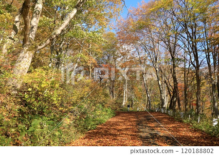 深秋的一之倉澤健行路線上的紅葉（從山岳博物館到町澤） 120188802