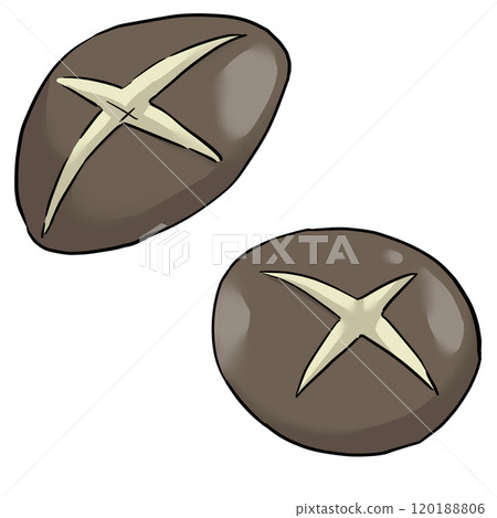Illustration of a shiitake mushroom with cuts Illustration of a shiitake mushroom with cuts 120188806
