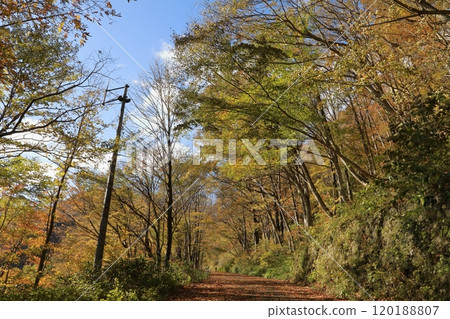 Autumn foliage on the trekking course to Ichinokurazawa in late autumn (from the Mountain Museum to Machigazawa) Autumn foliage on the trekking course to Ichinokurazawa in late autumn (from the Mountain Museum to Machigazawa) 120188807
